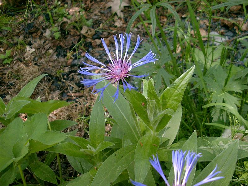 Flora 29.jpg